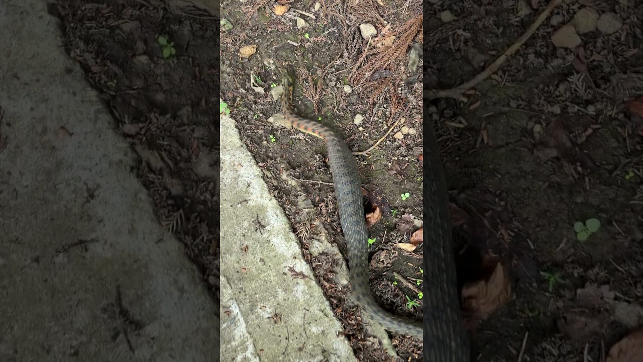 ツチノコみつけた（ヤマカガシ）