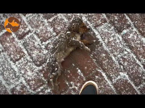 The Man Who Dislikes Pets Unexpectedly Rescued a Frozen Stiff Dog