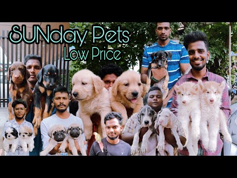 PETS MARKET | SUNDAY BROADWAY PETS MARKET | ALL TYPES OF PETS | BIRDS | DOGS | CAT #pets #dog #cat