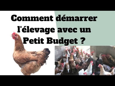 , title : 'Comment débuter l'élevage des poules avec un petit budget ?'