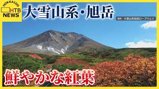 大雪山系・旭岳で鮮やかな紅葉「5年ぶりの色づきの良さ」 標高1600mの「姿見の池」から麓へ広がる