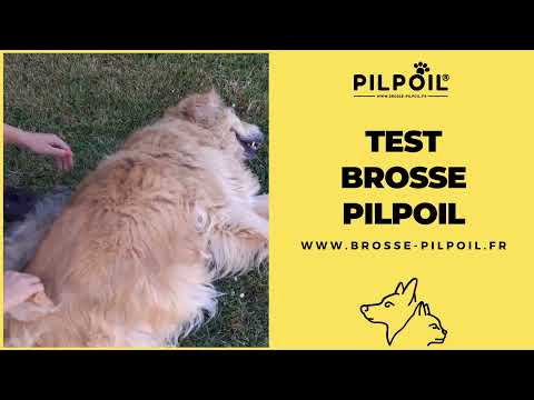 Vidéo client chien poils longs 3