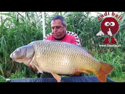 download lagu mp3 mp4 Barfin Line, download lagu Barfin Line gratis, unduh video klip Barfin Line