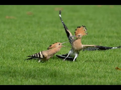 Mature Hoopoe Bird Feeding Their Young