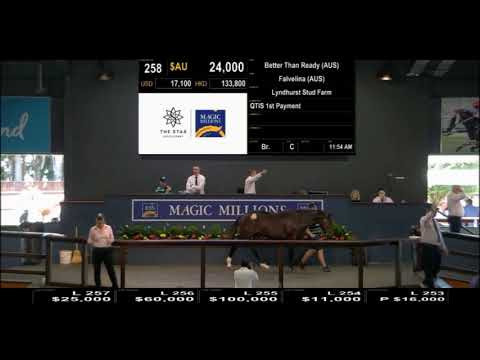 Lot 258 - Magic Millions QTIS March sale (2019)