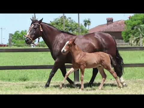 LOTE 19 LAS CALLANAS MORITA TE