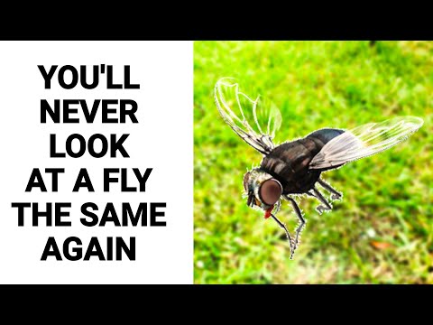 YOU'LL NEVER KILL A FLY AGAIN