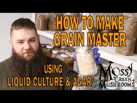 [How to Grow Mushrooms] Making a Grain Spawn Master using liquid culture and agar.