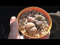 Why Large Lithops Often Shrink Drastically When They Get New Leaves/ Checking Lithops Root Health