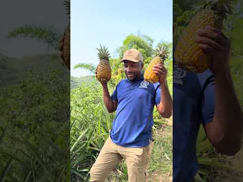 Agent Sasco shows Asafa his pineapple farm by Mulberry Valley Jamaica.