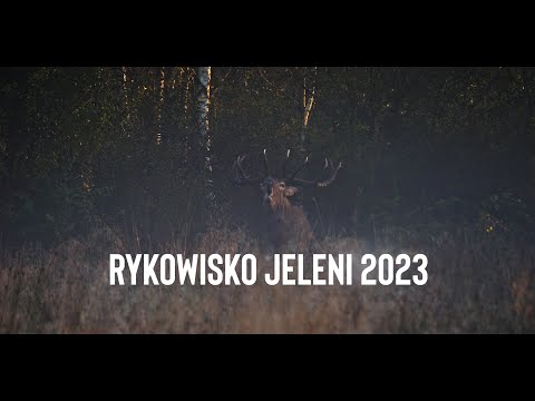 RYKOWISKO JELENI 2023 (4K) DEER RUT