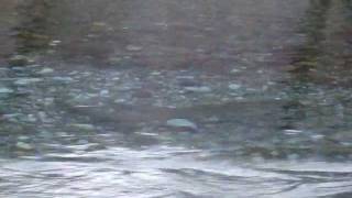 preview picture of video 'Mrijest endemske jezerske Pastrmke Blatnjace u rijeci Ljuci Plav Montenegro.'