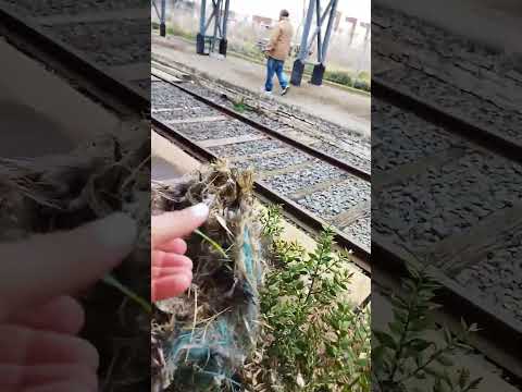 Suipacha Bueno aires argentina