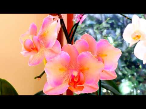 Starting your orchid collection in water culture...slowly over time!