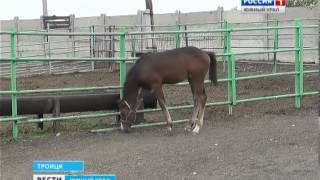 Спасенная от бойни кобыла ожеребилась
