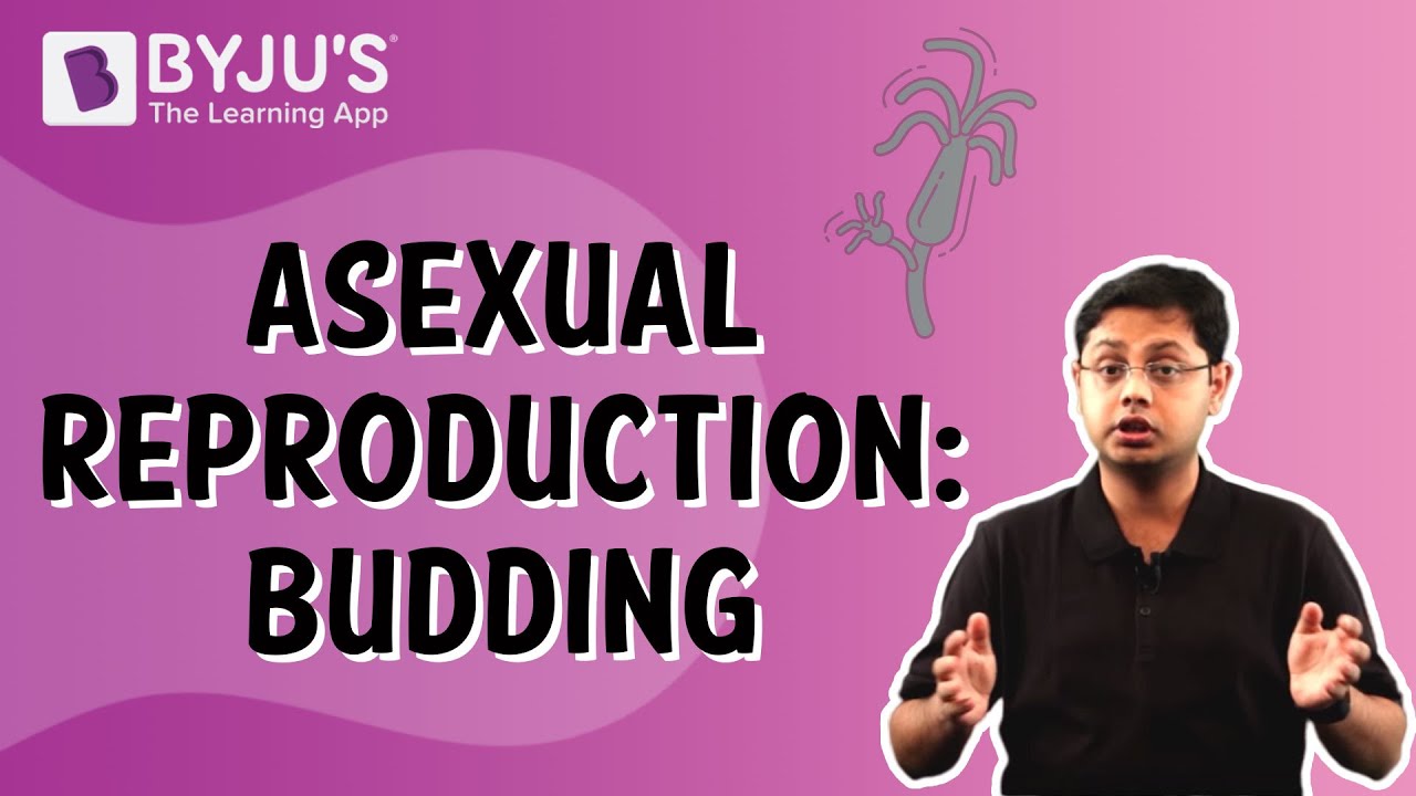 What is budding explain with examples? More REF