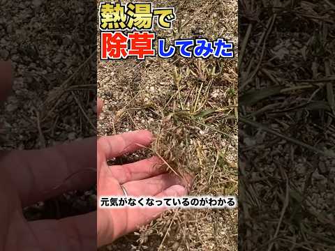 ホワイトビネガーを使って除草する方法は？雑草を破壊する他の天然物にはどのようなものがありますか?  庭園