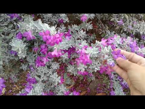 download lagu mp3 mp4 Chuva De Prata Flor, download lagu Chuva De Prata Flor gratis, unduh video klip Chuva De Prata Flor