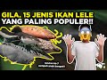 Ikan Hias Termahal Di Indonesia Etika Besar