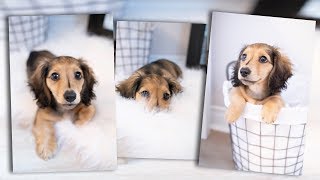 How I Take Photos Of My New Puppy