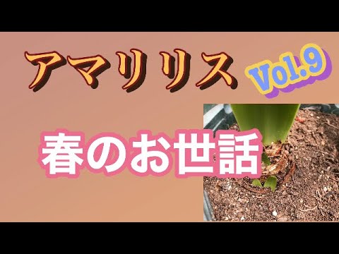アマリリスを切り花として育てる 植物