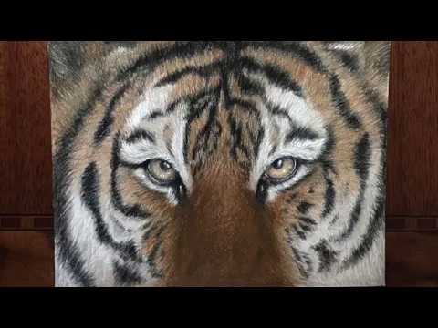 Tiger color pencil drawing  |  Time Lapse Drawing