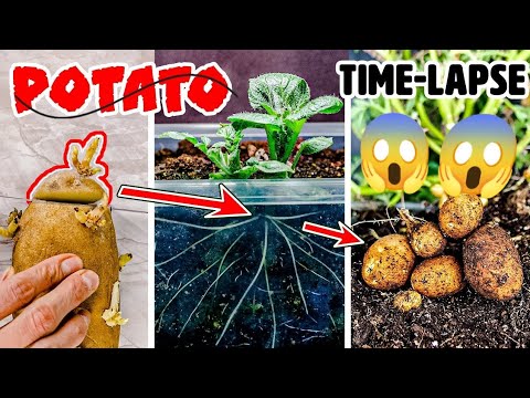 Potato Growing Underground Time Lapse - 92 Days 2022 || #timelapse #potato #indiantimelapse