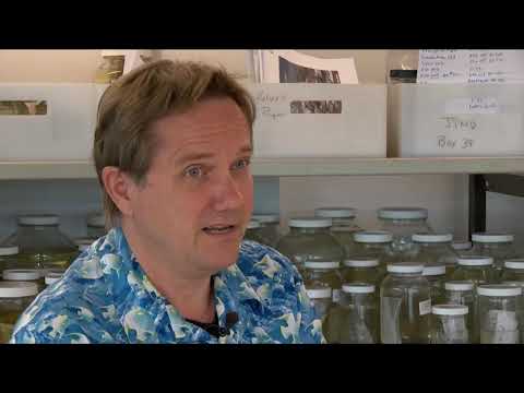 Wall Lizard Invasion