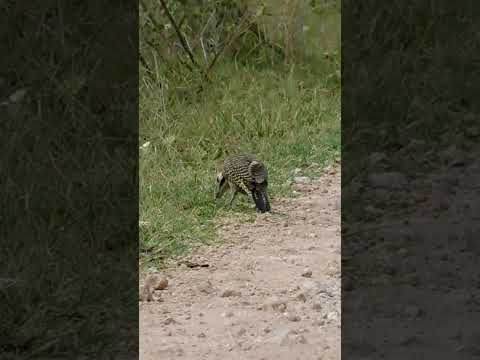 Carpintero de campo, zona arroyo negro Paysandú Uruguay