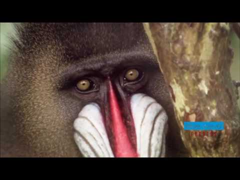 Hlimhlimi - Ka nuam ve e