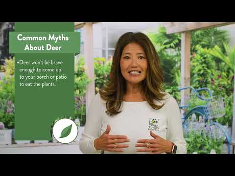 Deer Resistant Plants | Proven Winners® Guide to Protecting Your Garden