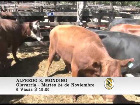 24-11-15 Venta de Gordo - Alfredo S. Mondino - Olavarria.