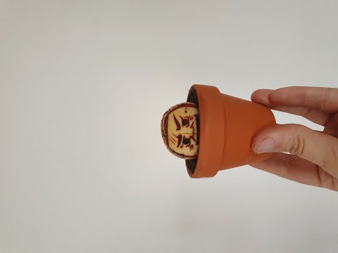 How to start an Avocado Bonsai Ferchucky style