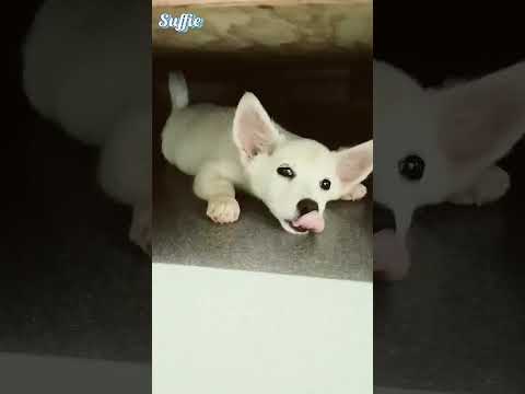 cute puppy 🐕#dog #cutedog #cute #pomeranian #pomeranianpuppy #shorts #shortvideo #nice #doglover