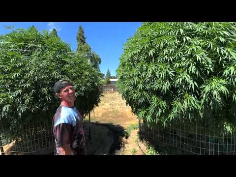 12 Footers: "Battle Of The Trees" (Worlds Biggest Plant Contest) Ep.9