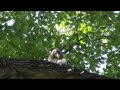 鳩を食べるタカ＝Pale Male eats a pigeon! 