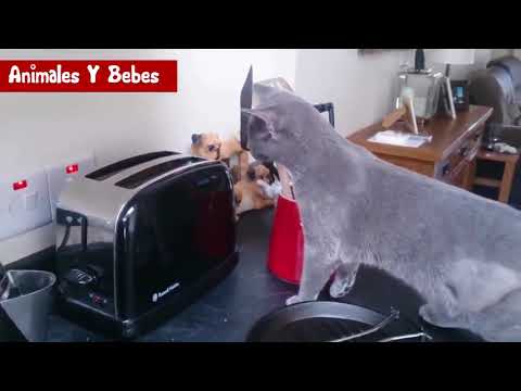 si tienes un mal dia, mira los gatos que te alegraran la vida. love cat