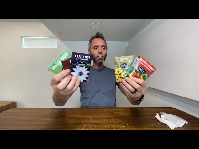 Best Daisy Seed Variety Pack for Vibrant Gardens - alternate angle