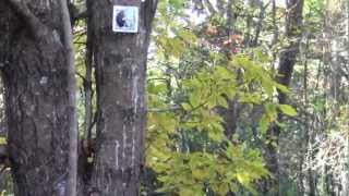 preview picture of video 'Bay Circuit Trail Hanson MA: Veterans Memorial Forest Part 1.'