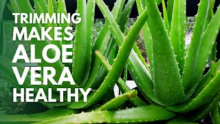 How To Prune and Trim Aloe Vera Plant to Make It Healthy