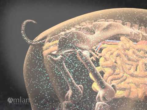 Broad spectrum toxin binder