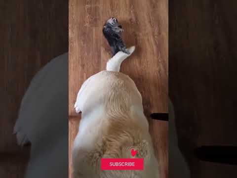 The most patient dog 😊 I sneeze like I know how 😀 Punch my nose 😚