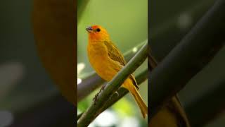 Download lagu CANTO DO CANÁRIO DA TERRA mp3