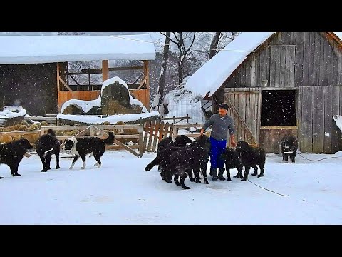 CIOBANESTI CARE AU SCOS UN OM DIN GURA URSULUI LA DOMNUL MARIAN MISICA. INTAMPLARE REALA DE LA MUNTE