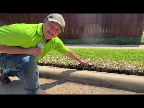 Sod installation gone wrong and the aftermath.