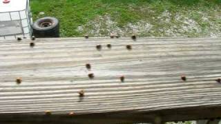 preview picture of video 'Asian beetle infestation in eastern Ohio'