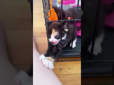 Part 81  #funny #cat#ForYouPage