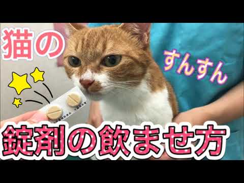 猫にジピロンを与える方法 - 投与量と禁忌