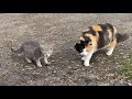 Very Cute And Hungry Grey Tabby Kitten Wants To Eat