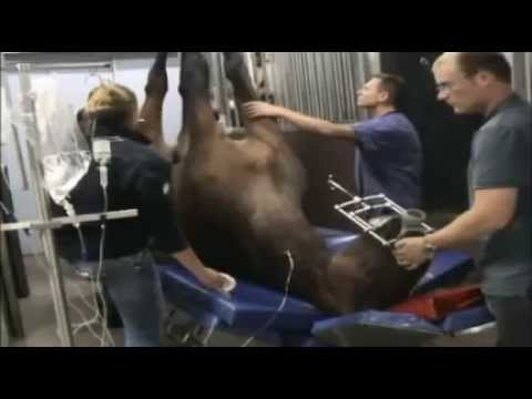 Pferdeklinik Aschheim. Ablauf der MRT Untersuchung beim Pferd